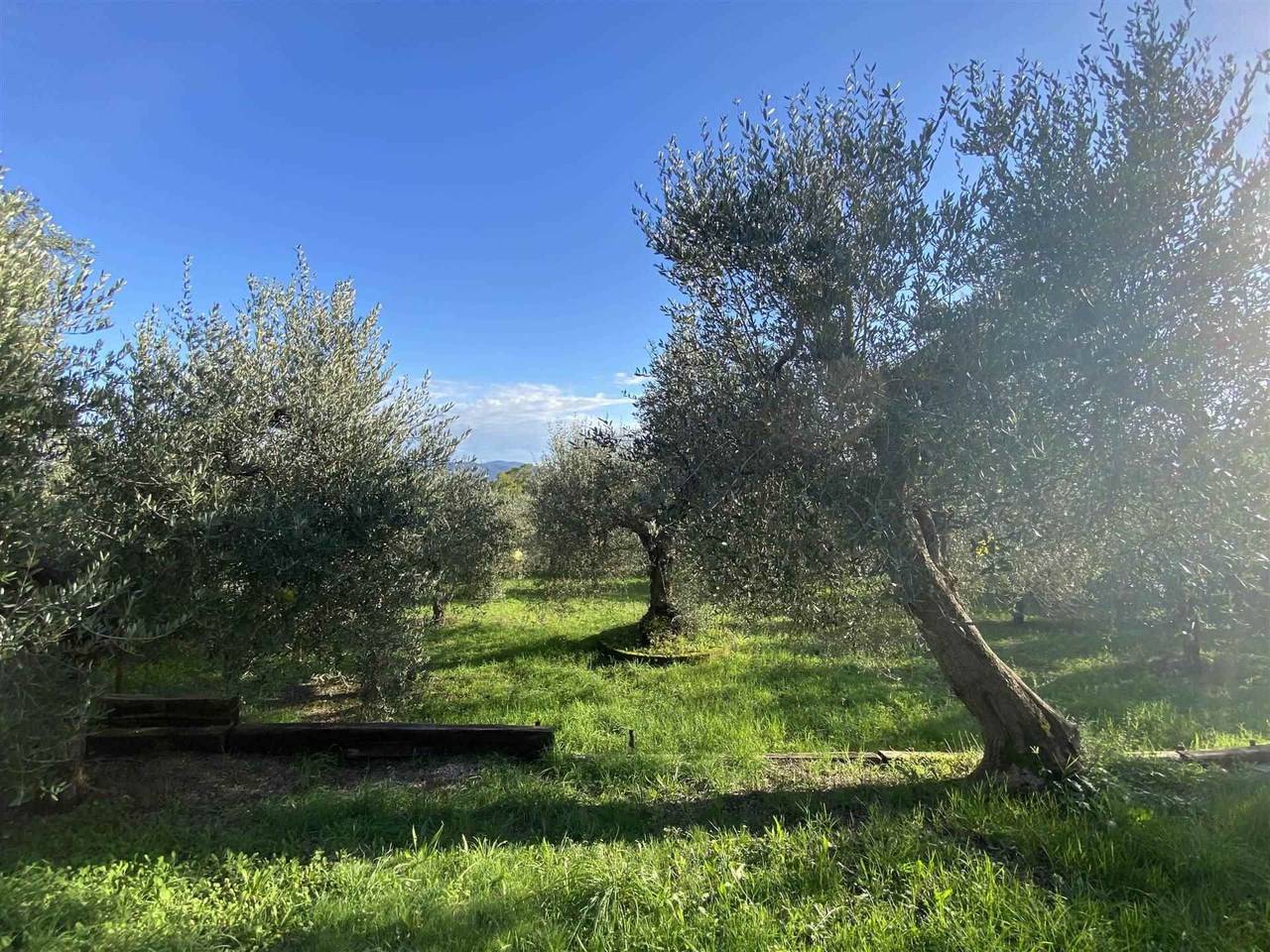 immagine annuncio 3 di 11