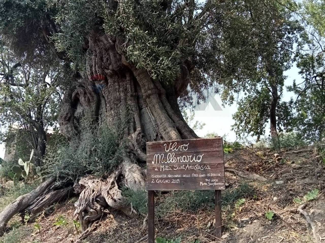 immagine annuncio 6 di 13