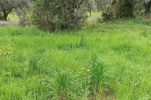 Rustico in vendita, San Lorenzo a Vaccoli, Lucca - Foto 1