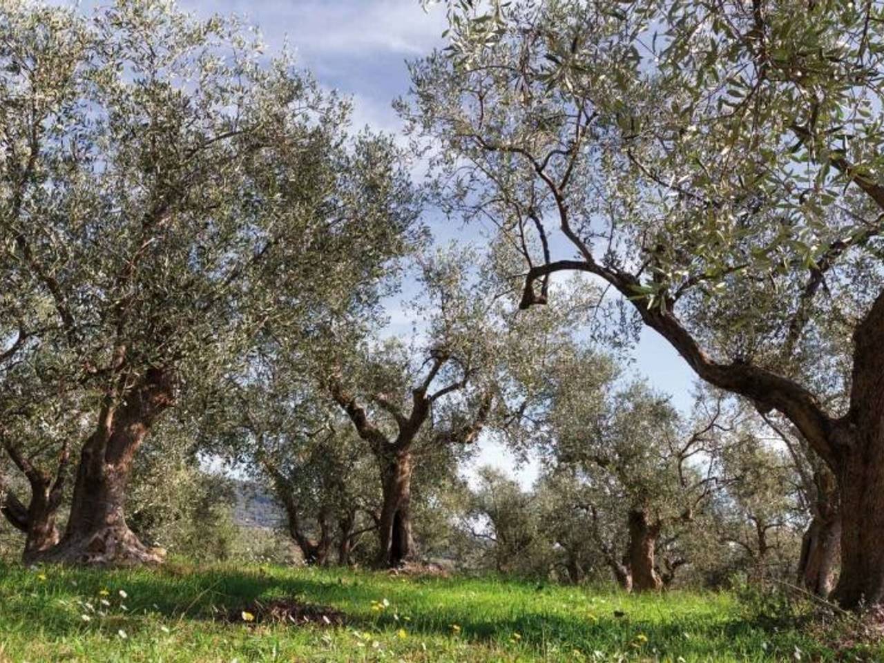 immagine annuncio 1 di 7