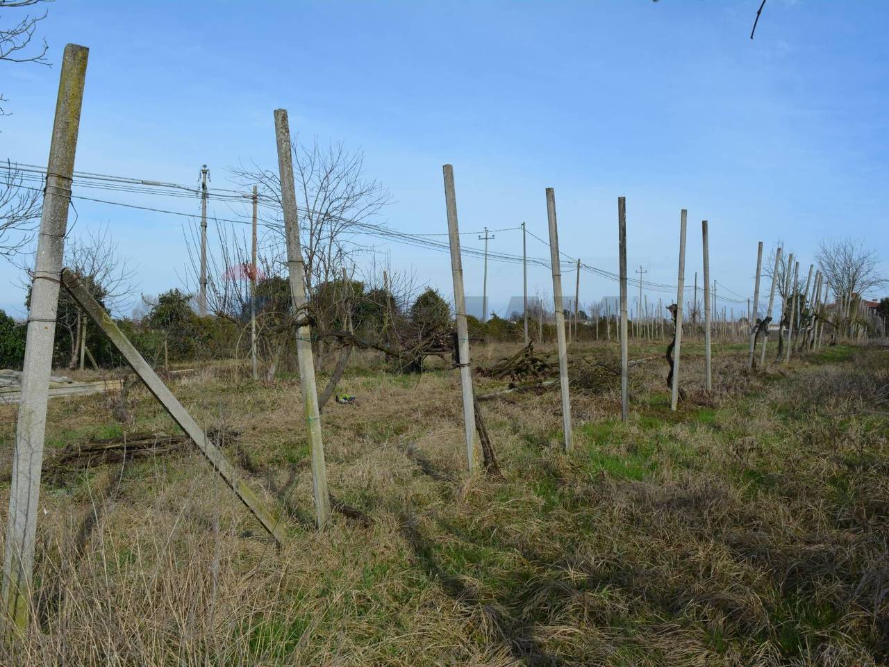 immagine annuncio 4 di 14