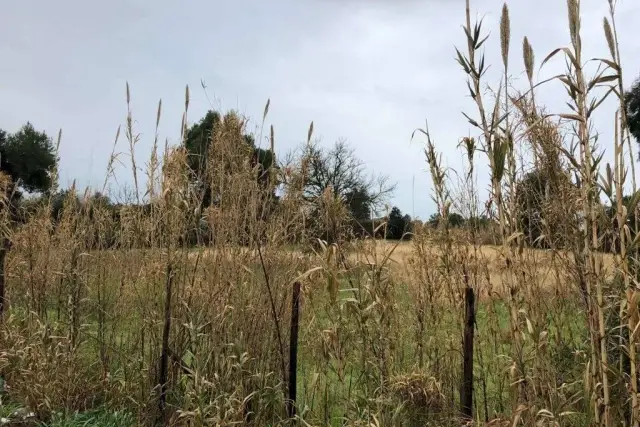 Terreno agricolo in Via Domiziana, Mondragone - Foto 1