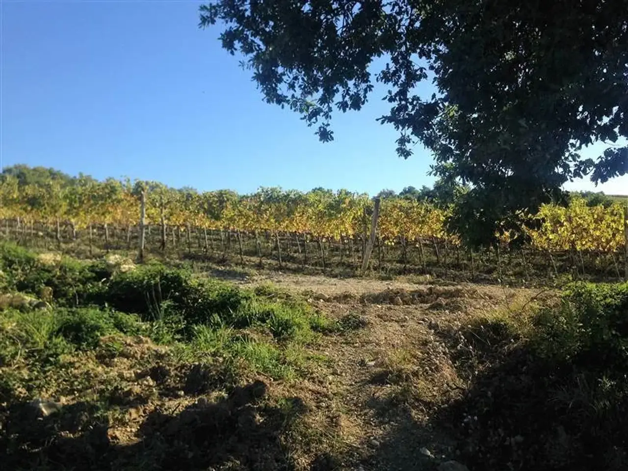 Azienda agricola in , Castel Del Piano, {3} - Foto 2