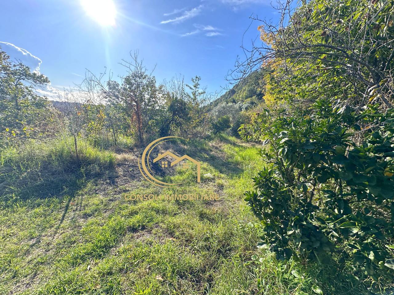 immagine annuncio 4 di 11