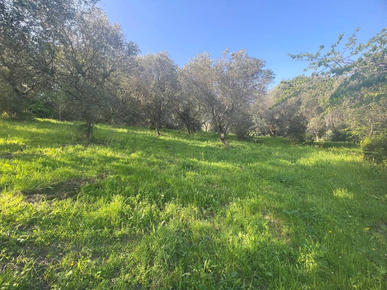 immagine annuncio 8 di 11