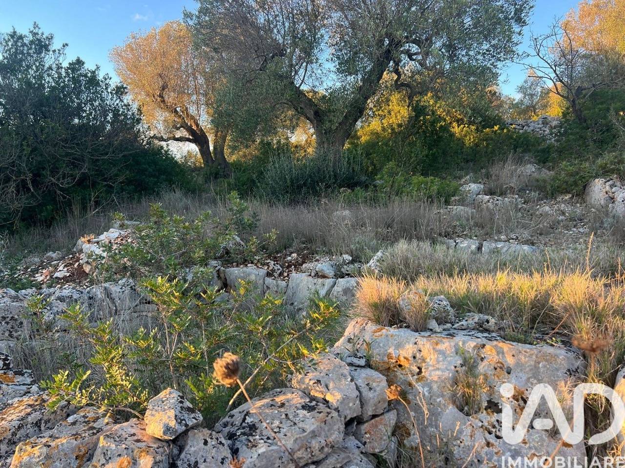 immagine annuncio 6 di 11