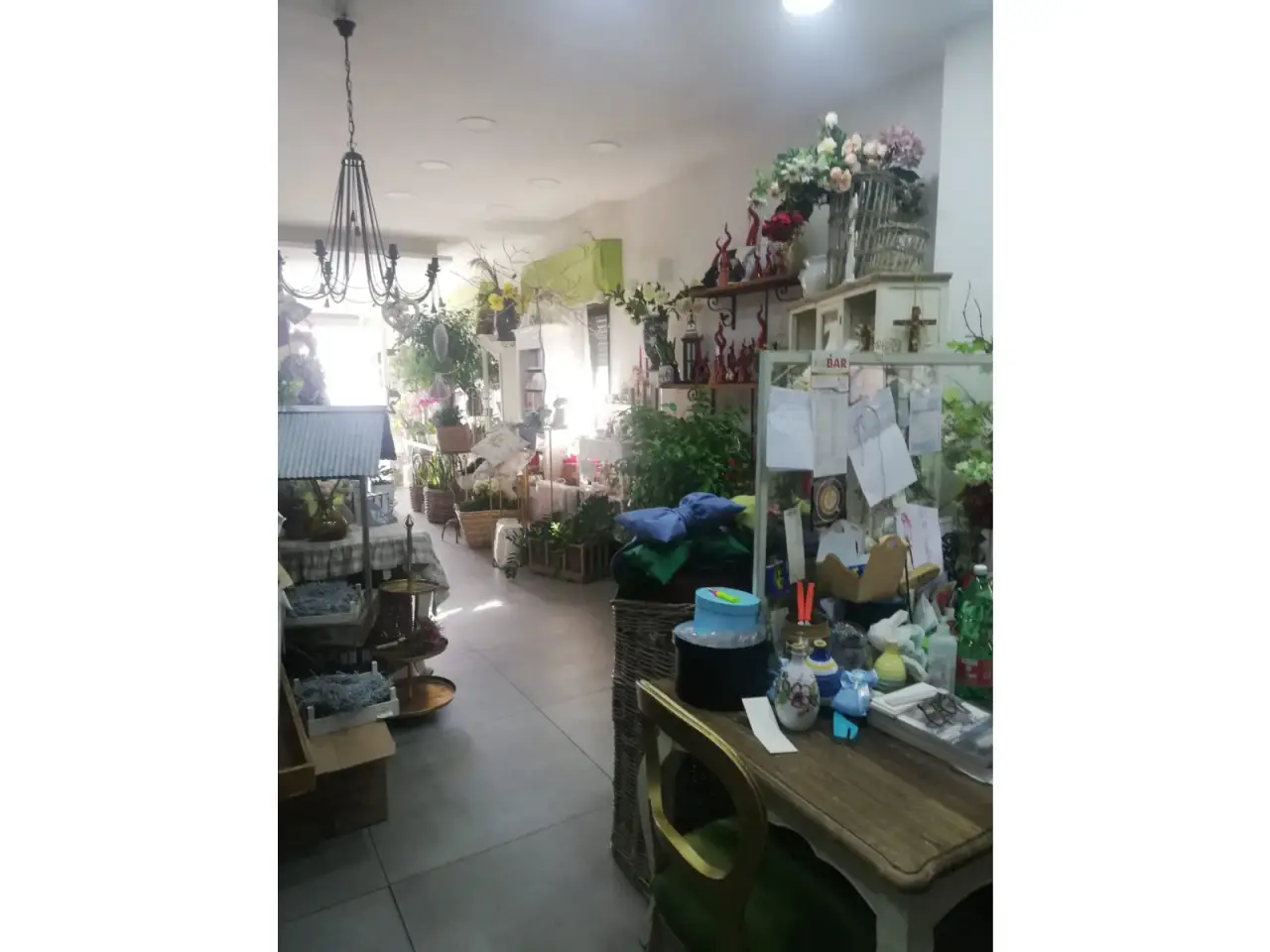 Piante e fiori in Via della Resistenza, Scafati, {3} - Foto 2
