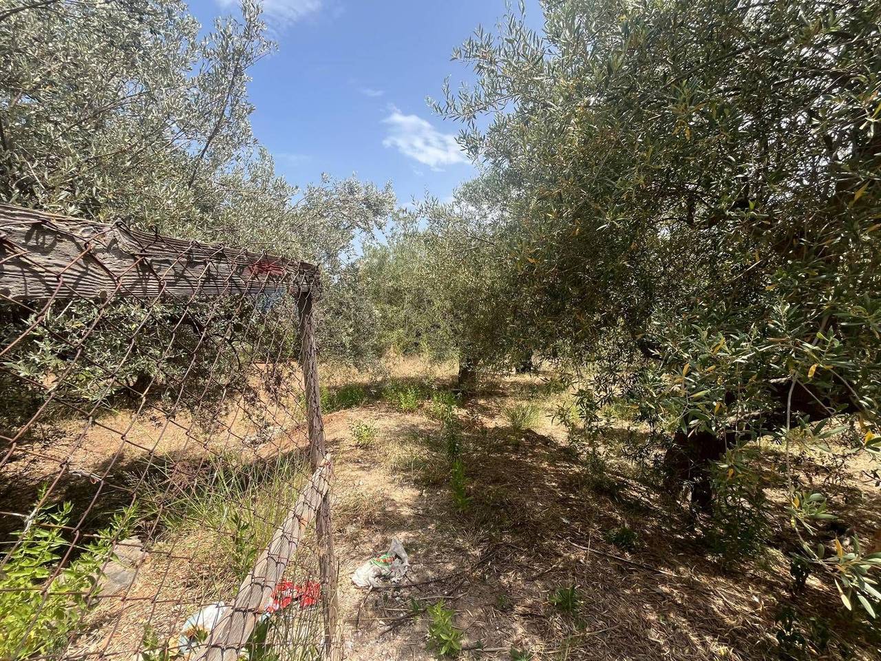 immagine annuncio 10 di 12