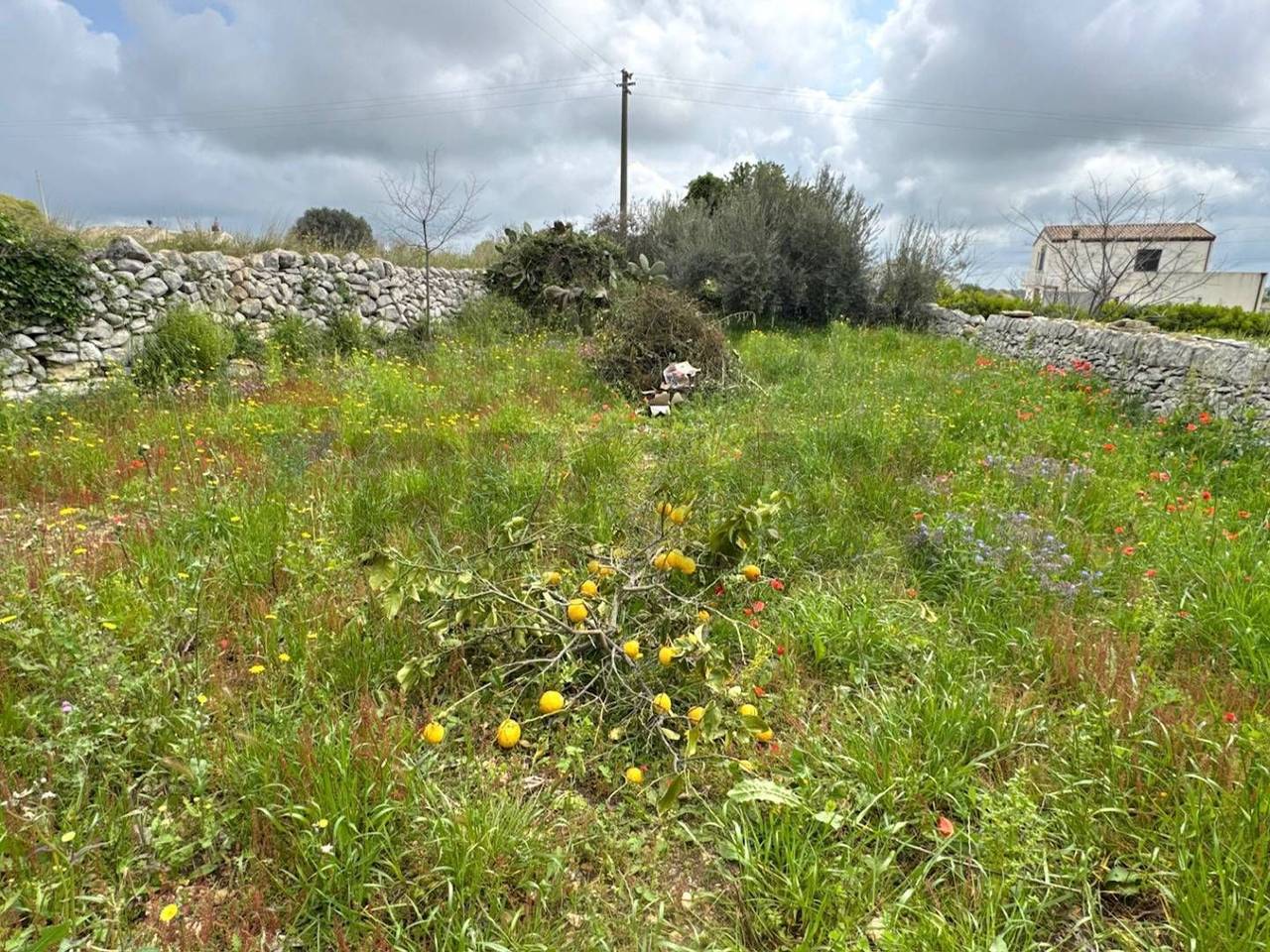 immagine annuncio 10 di 12