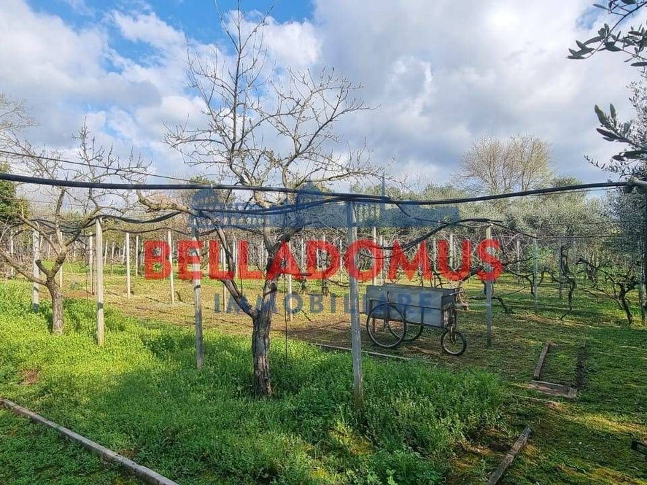 immagine annuncio 10 di 15