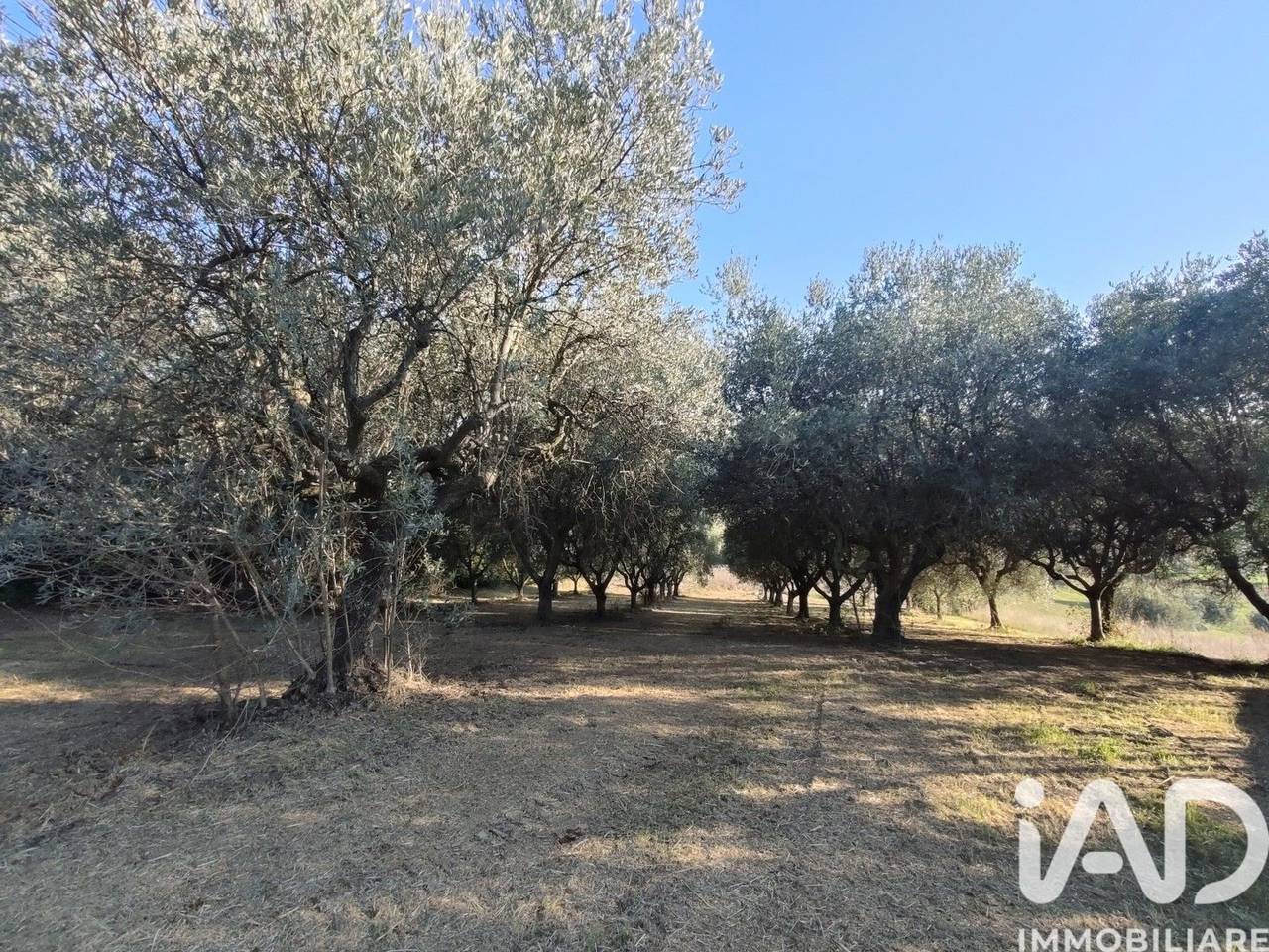 immagine annuncio 2 di 7