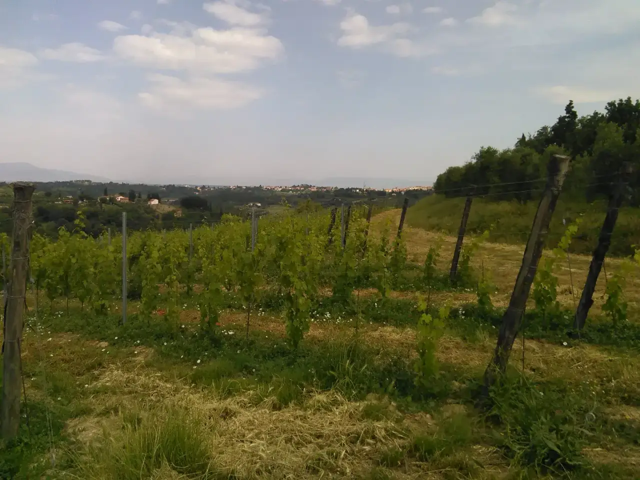 Azienda agricola in , San Miniato, {3} - Foto 1