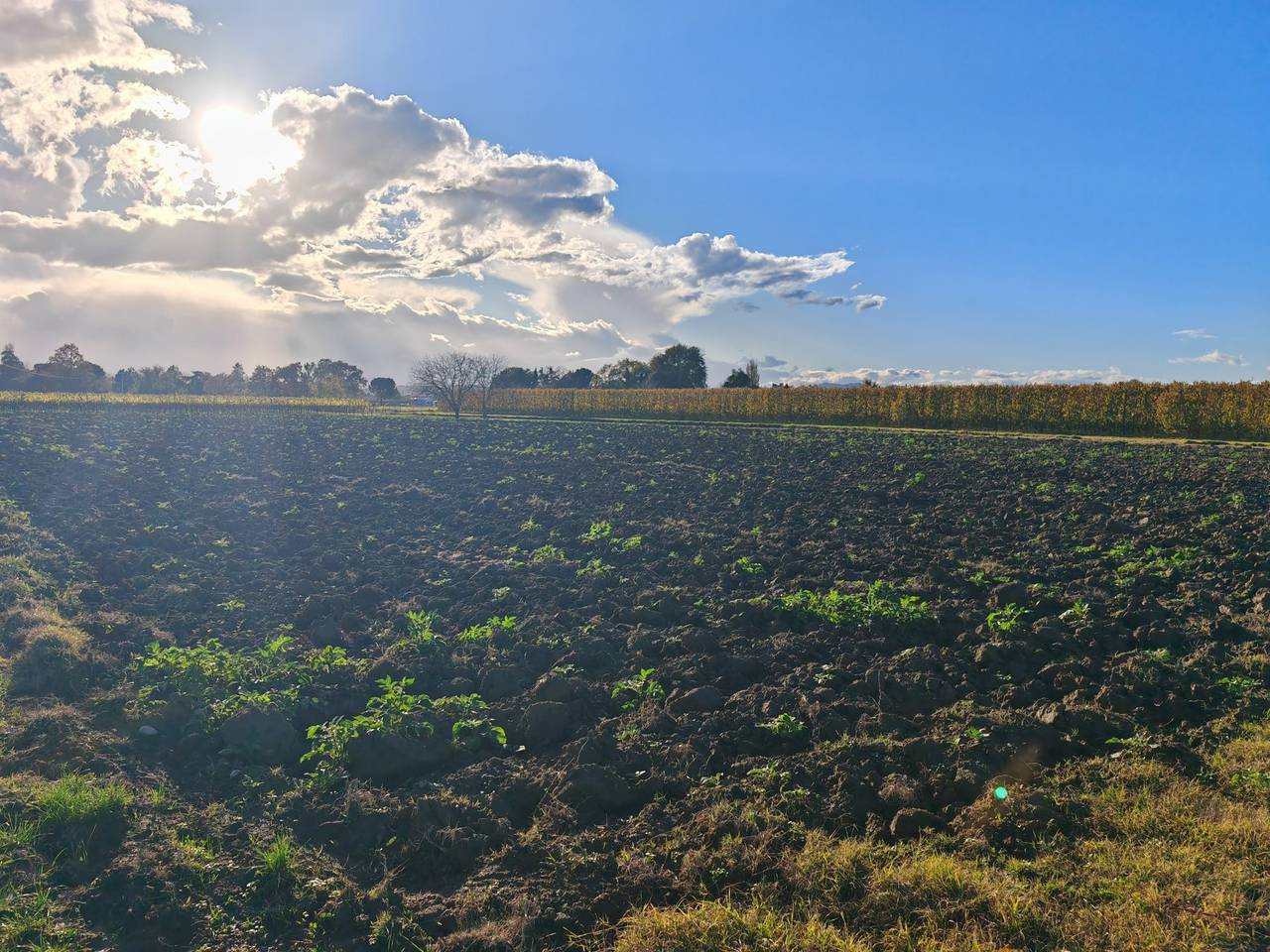 immagine annuncio 3 di 6