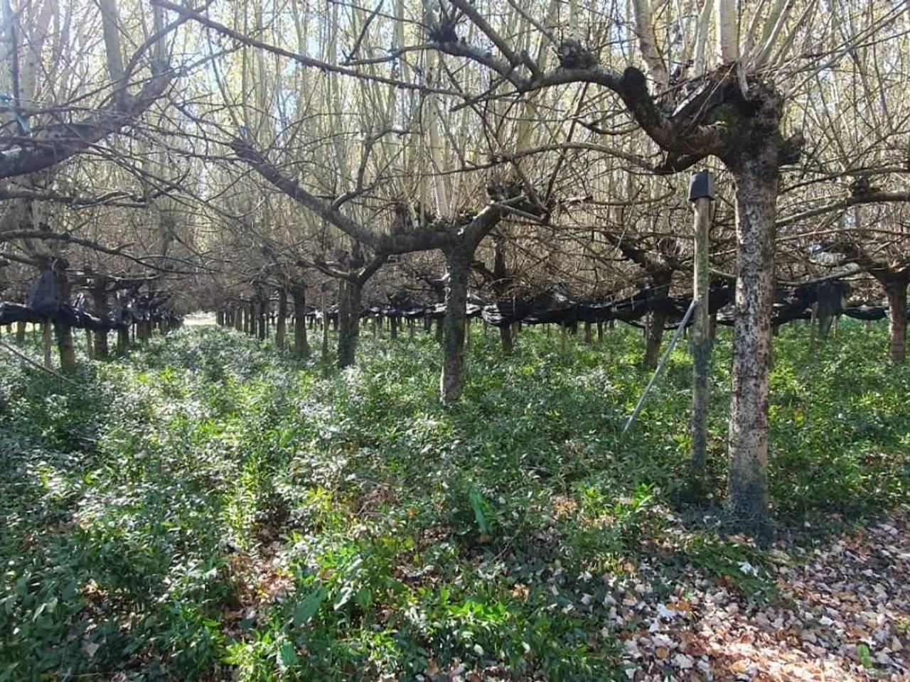 immagine annuncio 2 di 9