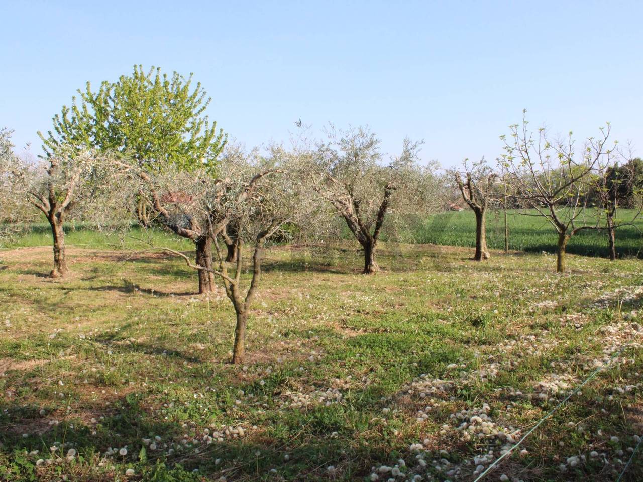 immagine annuncio 10 di 15