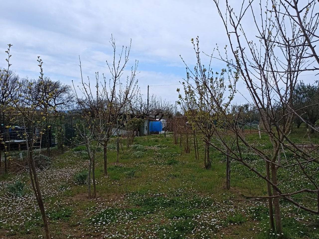 immagine annuncio 3 di 6