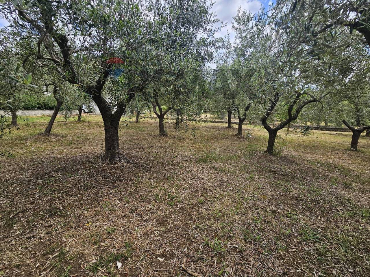 immagine annuncio 4 di 9