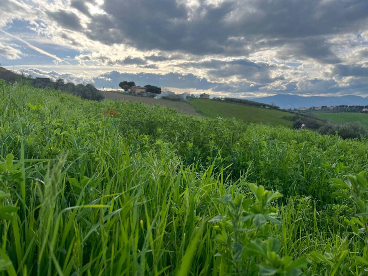 immagine annuncio 13 di 15