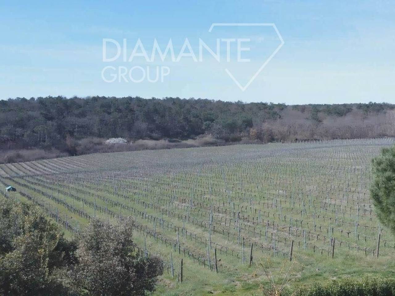 immagine annuncio 12 di 14