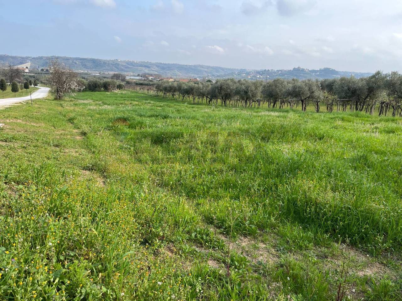 immagine annuncio 3 di 6