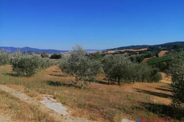 Agrargrundstück, Rosignano Marittimo - Foto 1