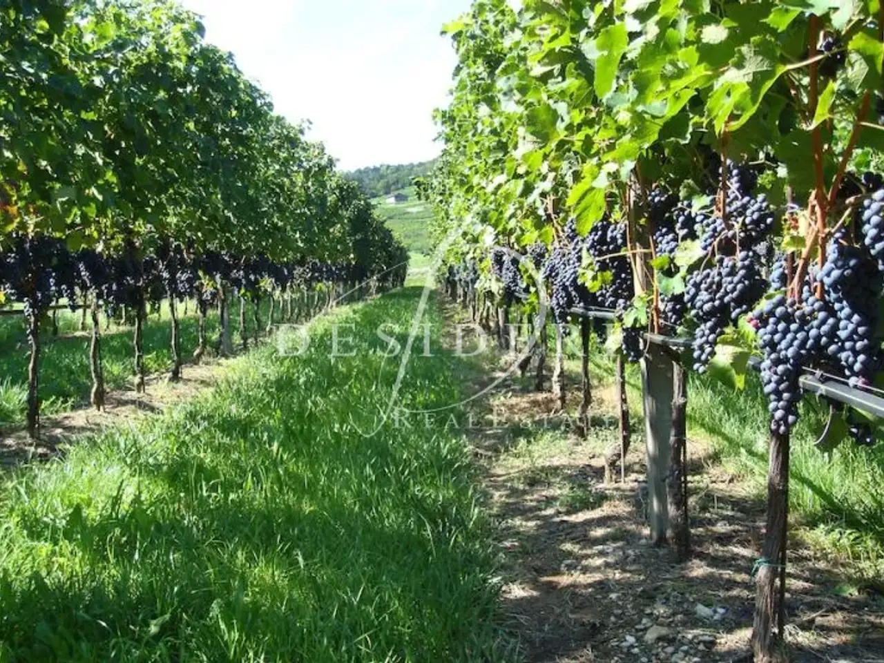 Azienda agricola in Loc. Bastie - Volano 38060 Rovereto, Volano, {3} - Foto 1