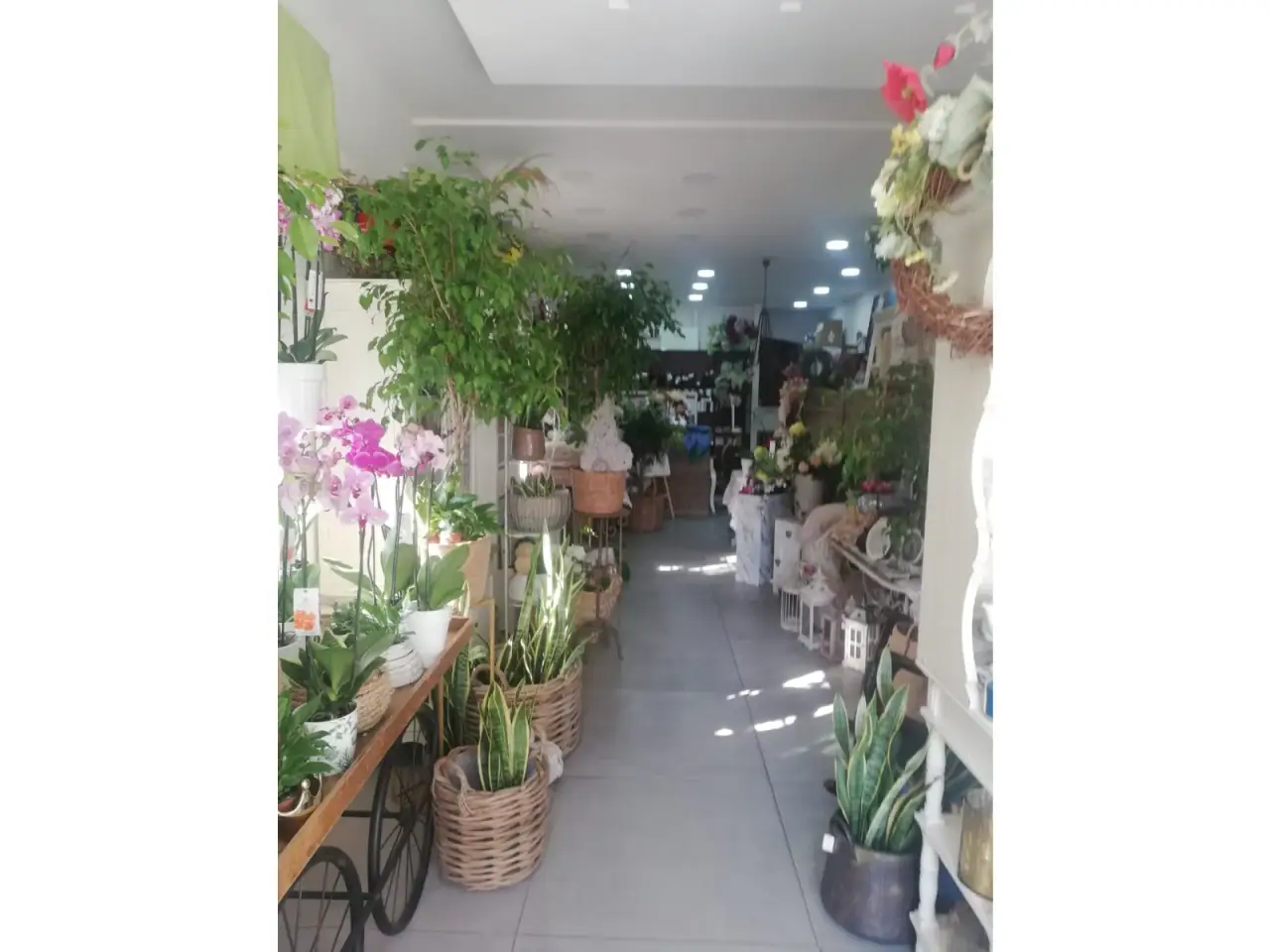 Piante e fiori in Via della Resistenza, Scafati, {3} - Foto 1