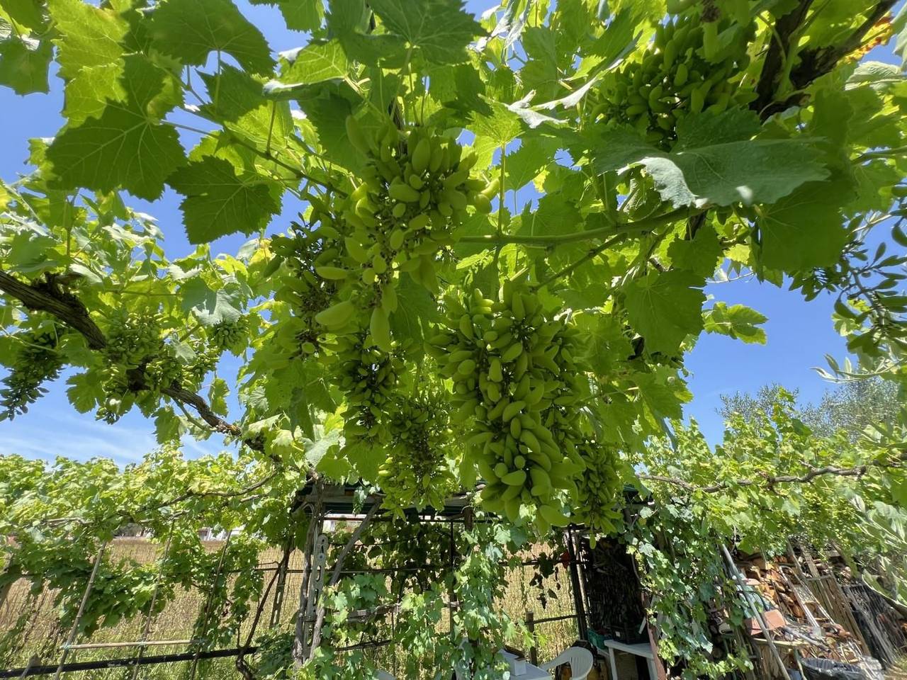 immagine annuncio 9 di 13