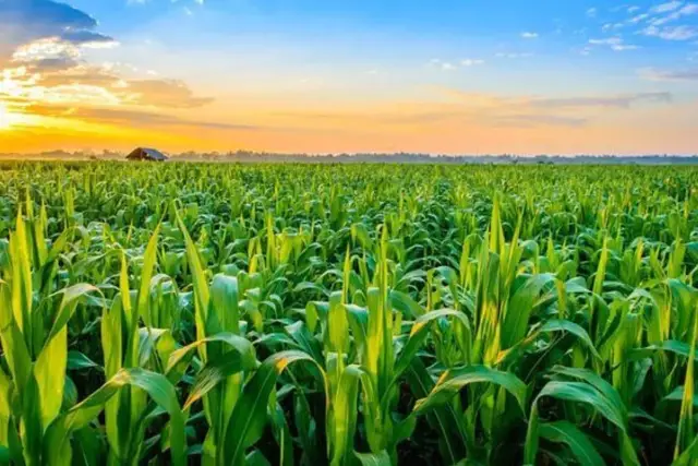 Terreno agricolo in Via Roma, 188, Pasiano di Pordenone - Foto 1