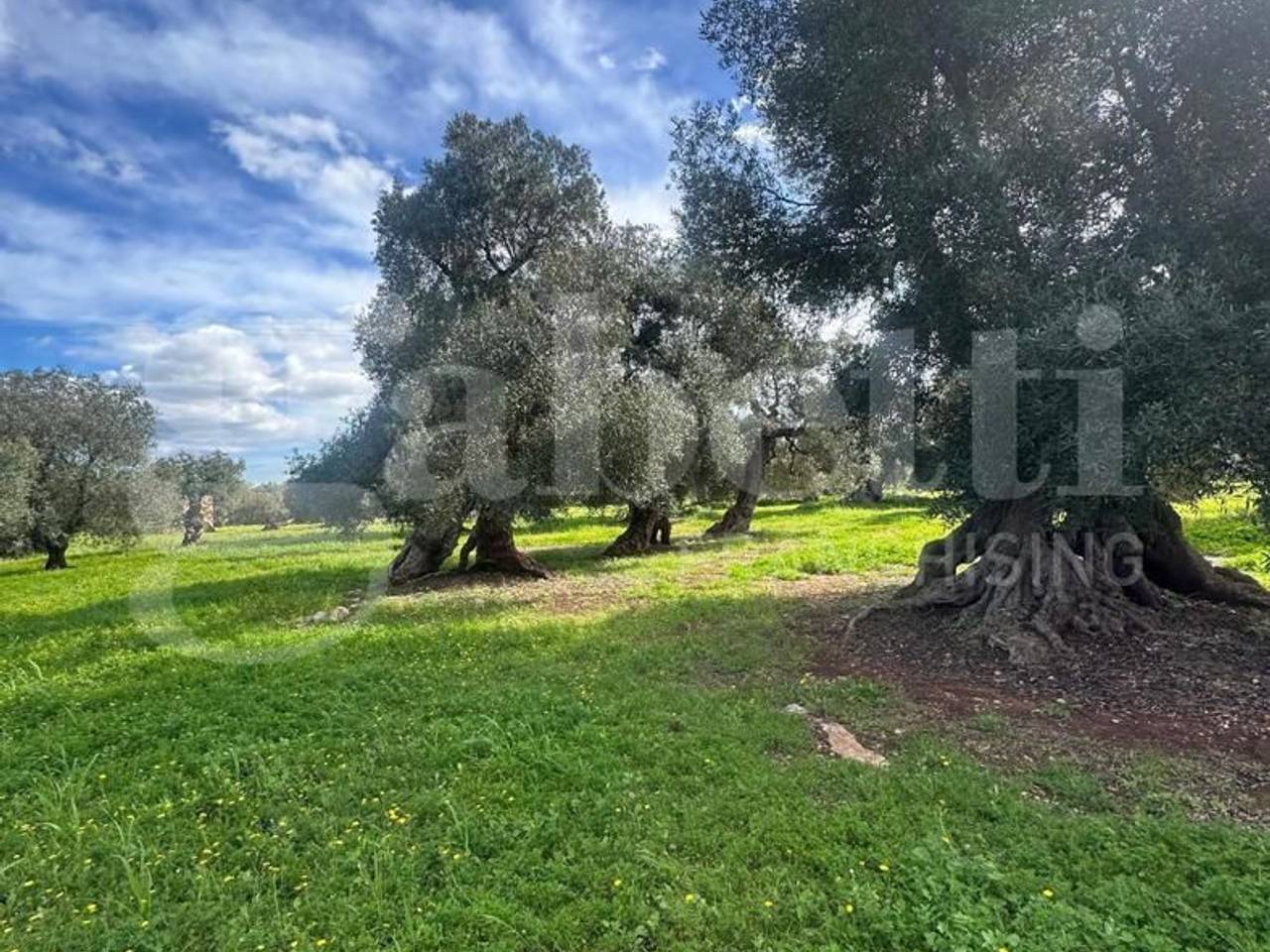 immagine annuncio 4 di 7