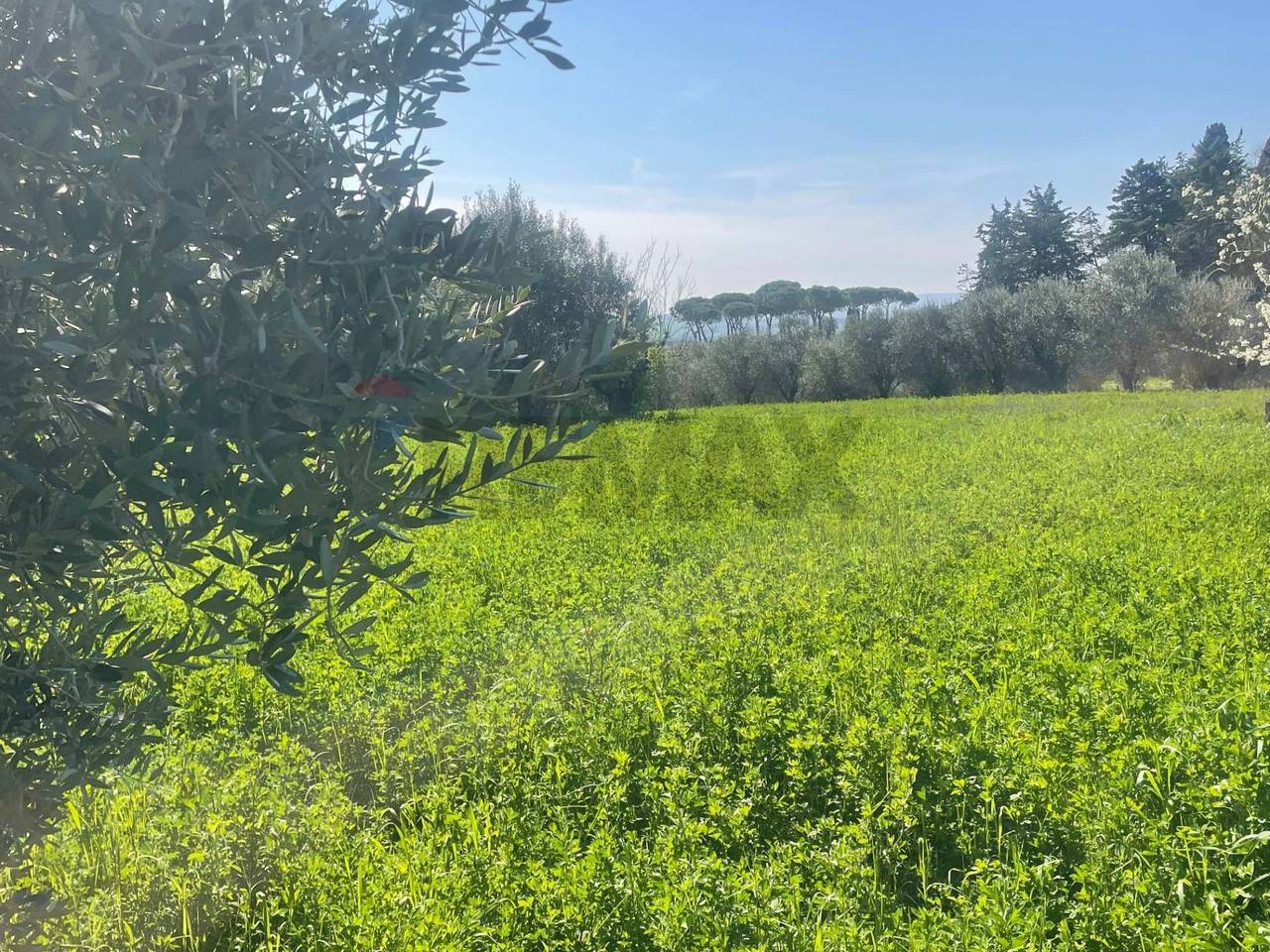 immagine annuncio 4 di 7