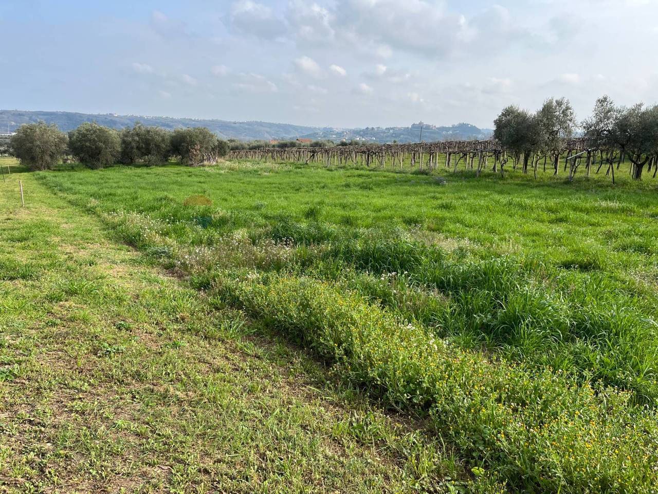 immagine annuncio 2 di 6