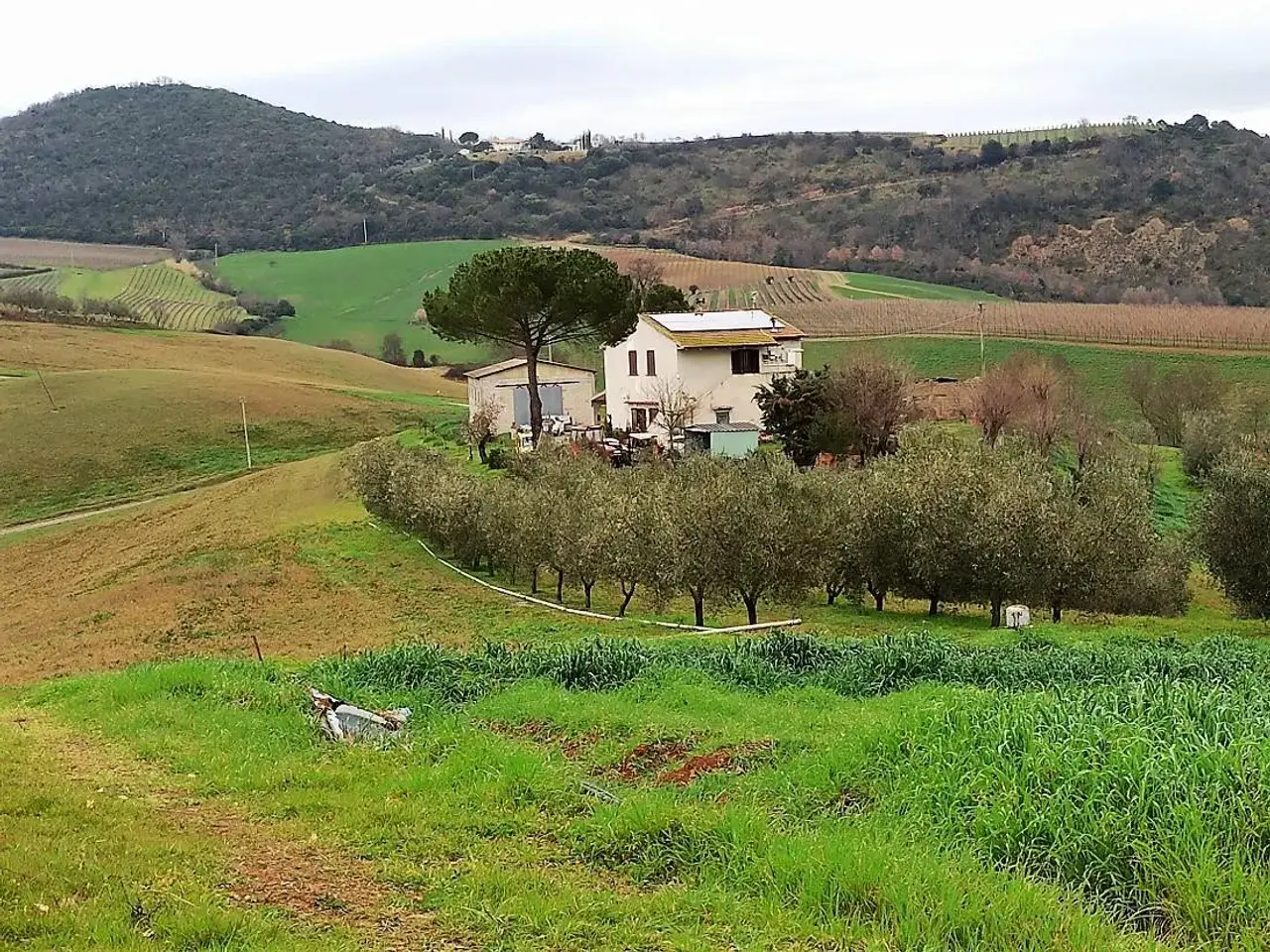 Azienda agricola in Comune di Scansano Localita' Colle Lupo Zona Ghiaccio Forte, Scansano, Grosseto, Scansano, {3} - Foto 1