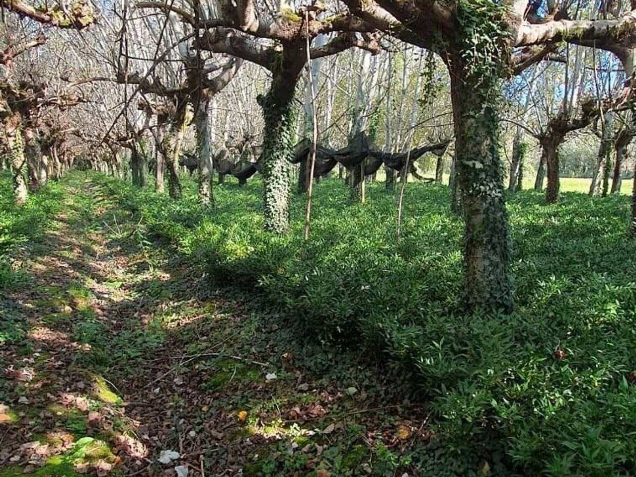 immagine annuncio 6 di 9