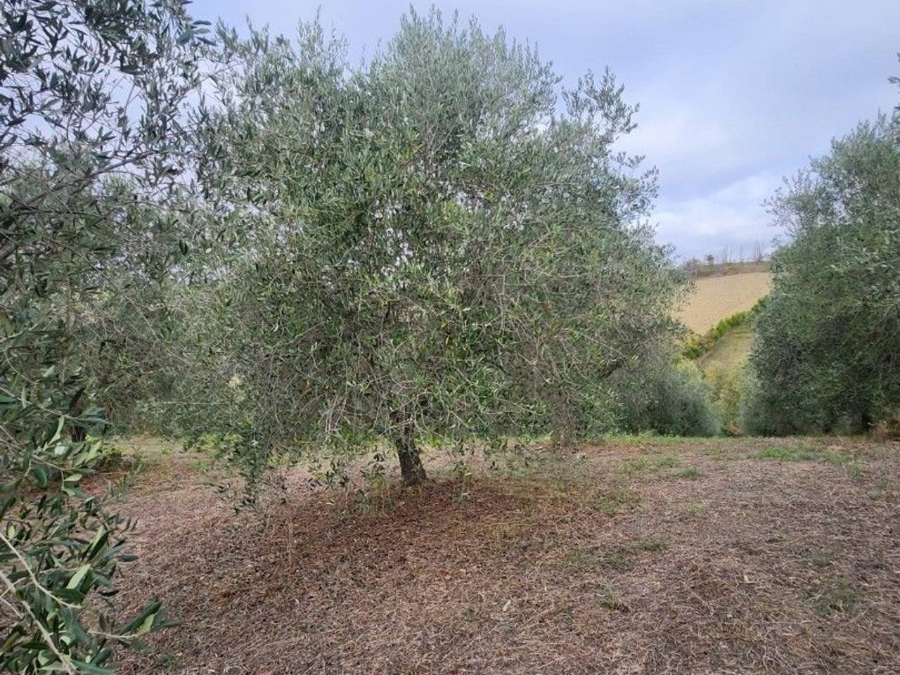 immagine annuncio 6 di 7