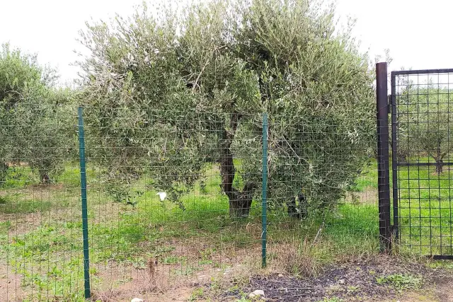 Terreno agricolo, Follonica - Foto 1