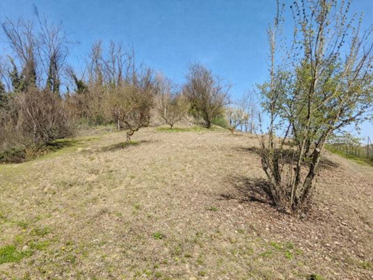 immagine annuncio 2 di 6