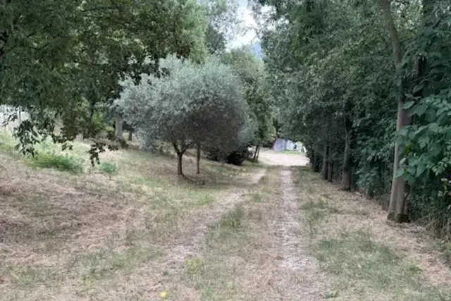 insertion image