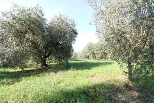 Terreno agricolo in Via delle Noci 7, Montelibretti - Foto 1