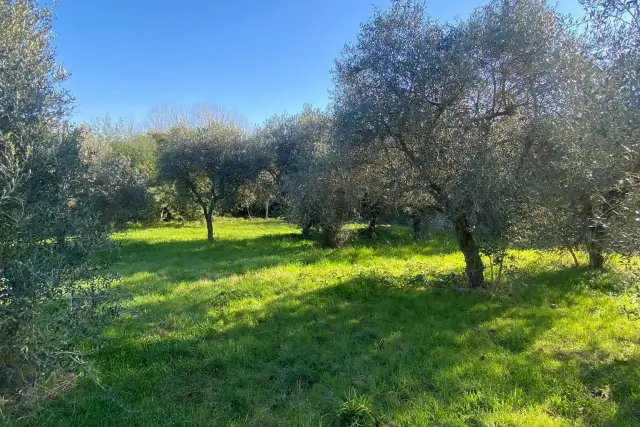 Building land in Colle Prato Rinaldo, Zagarolo - Photo 1