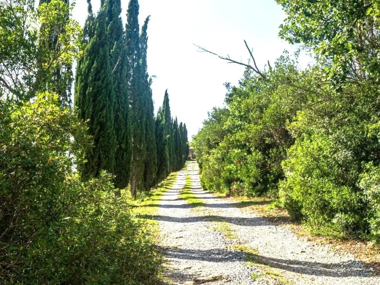 Azienda agricola in , Monterotondo Marittimo, {3} - Foto 2