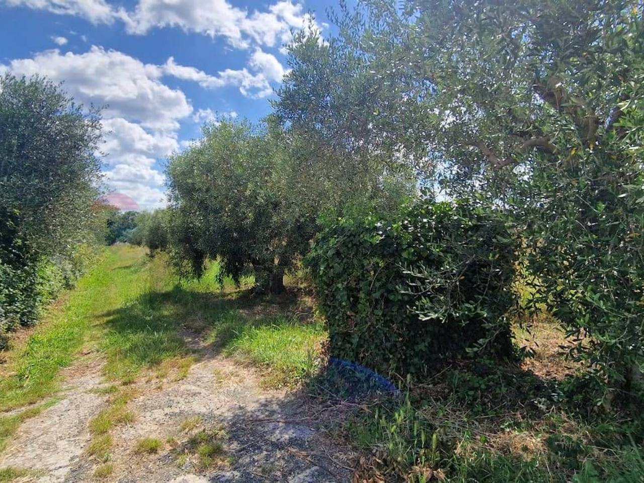 immagine annuncio 3 di 14