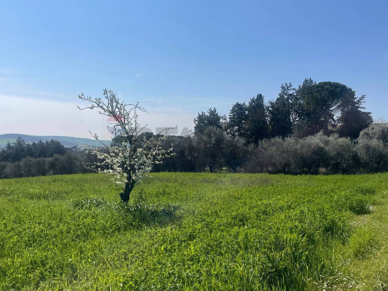 immagine annuncio 3 di 7