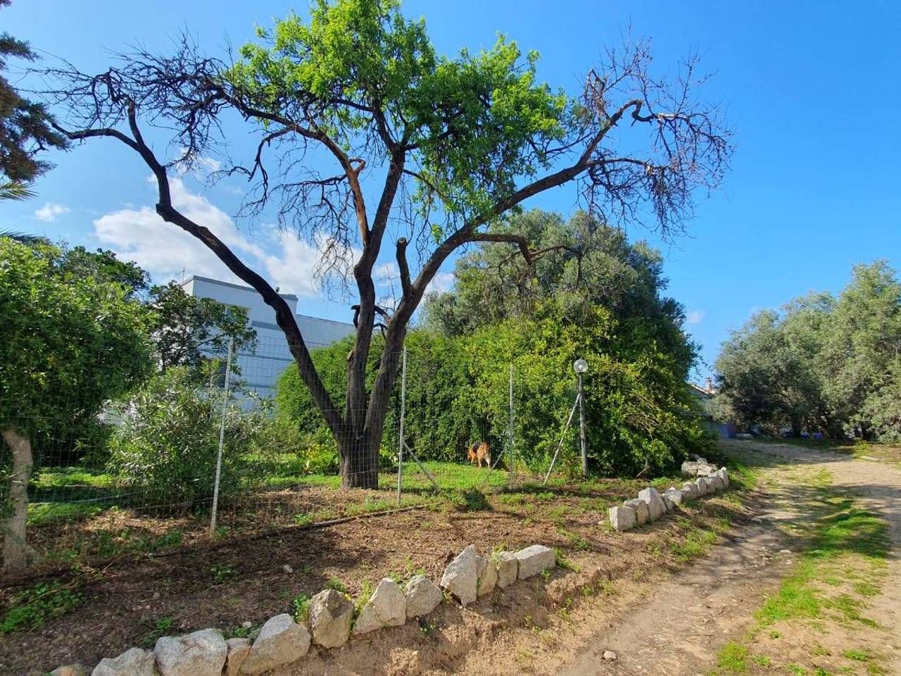 immagine annuncio 8 di 11