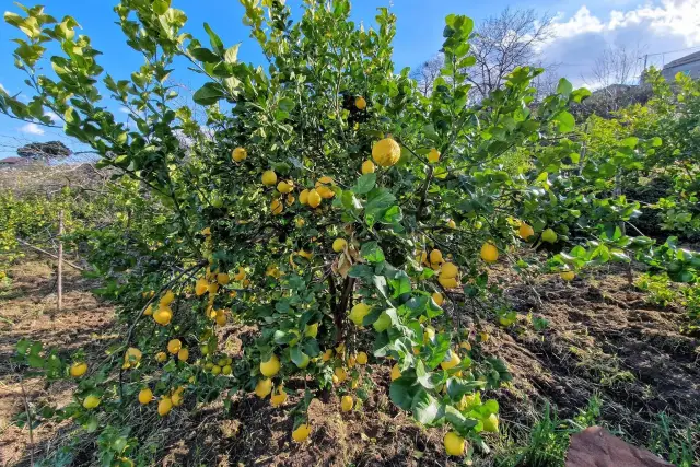 Terreno agricolo in Via Cisternazza, Mascali - Foto 1