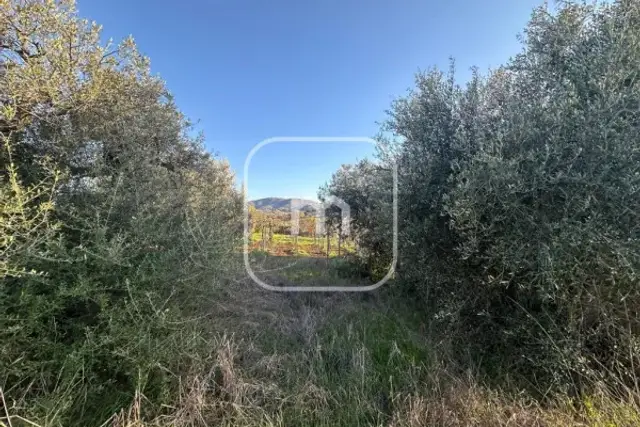 insertion image