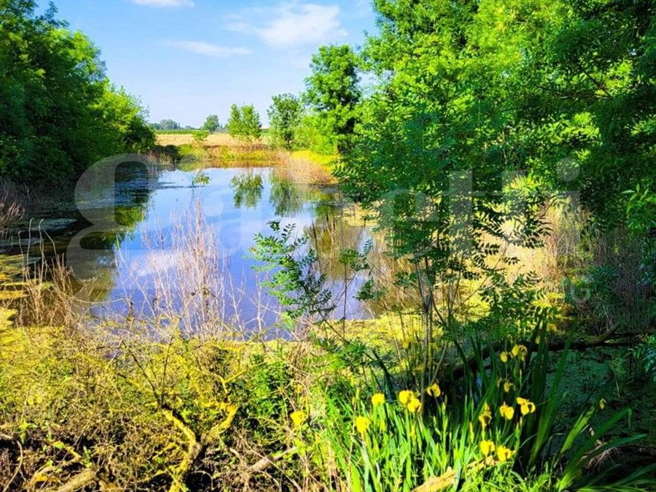 immagine annuncio 11 di 15