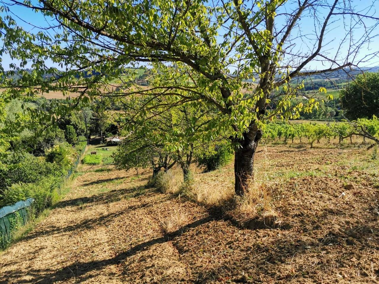 immagine annuncio 11 di 14