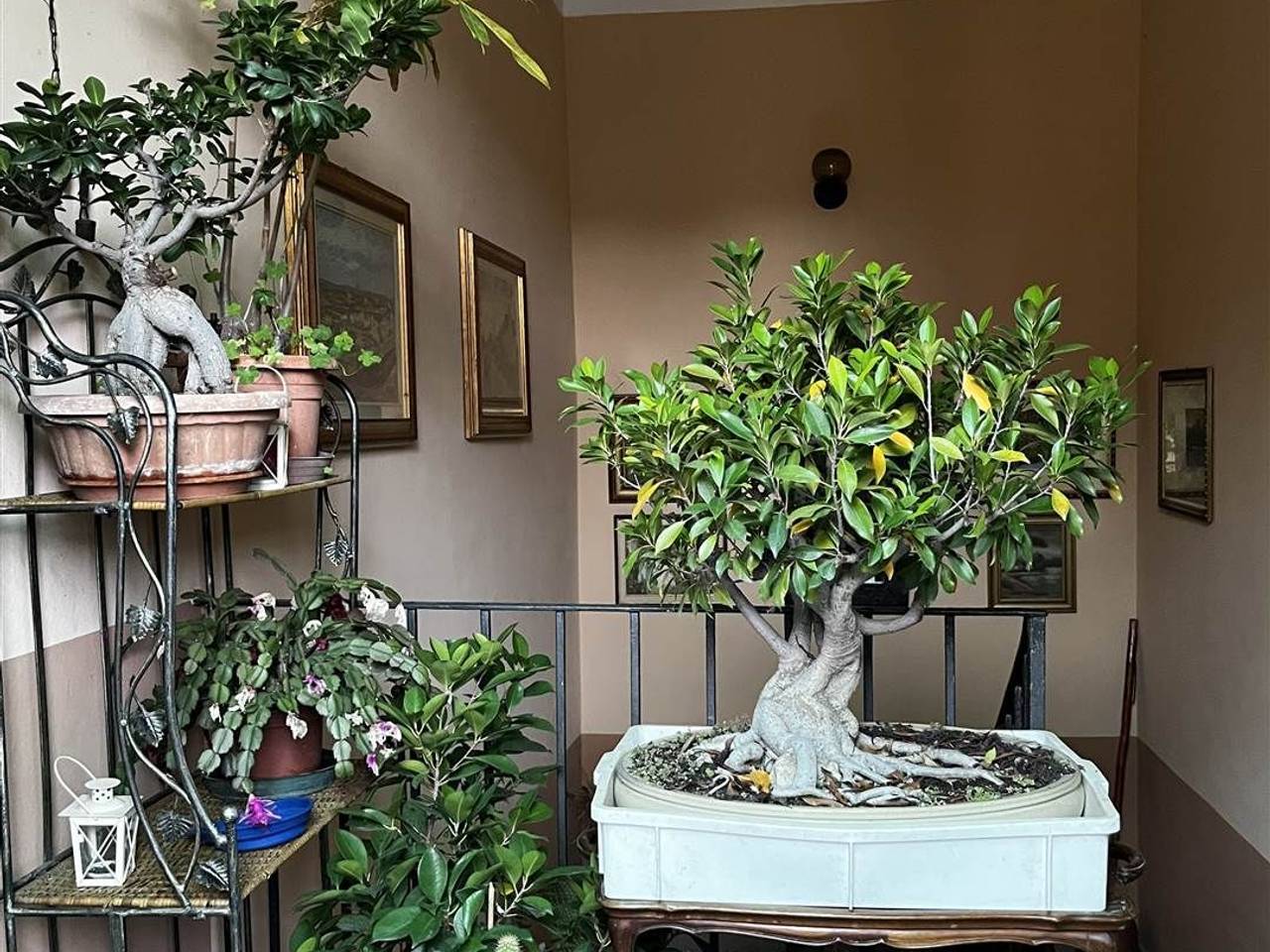 immagine annuncio 1 di 13