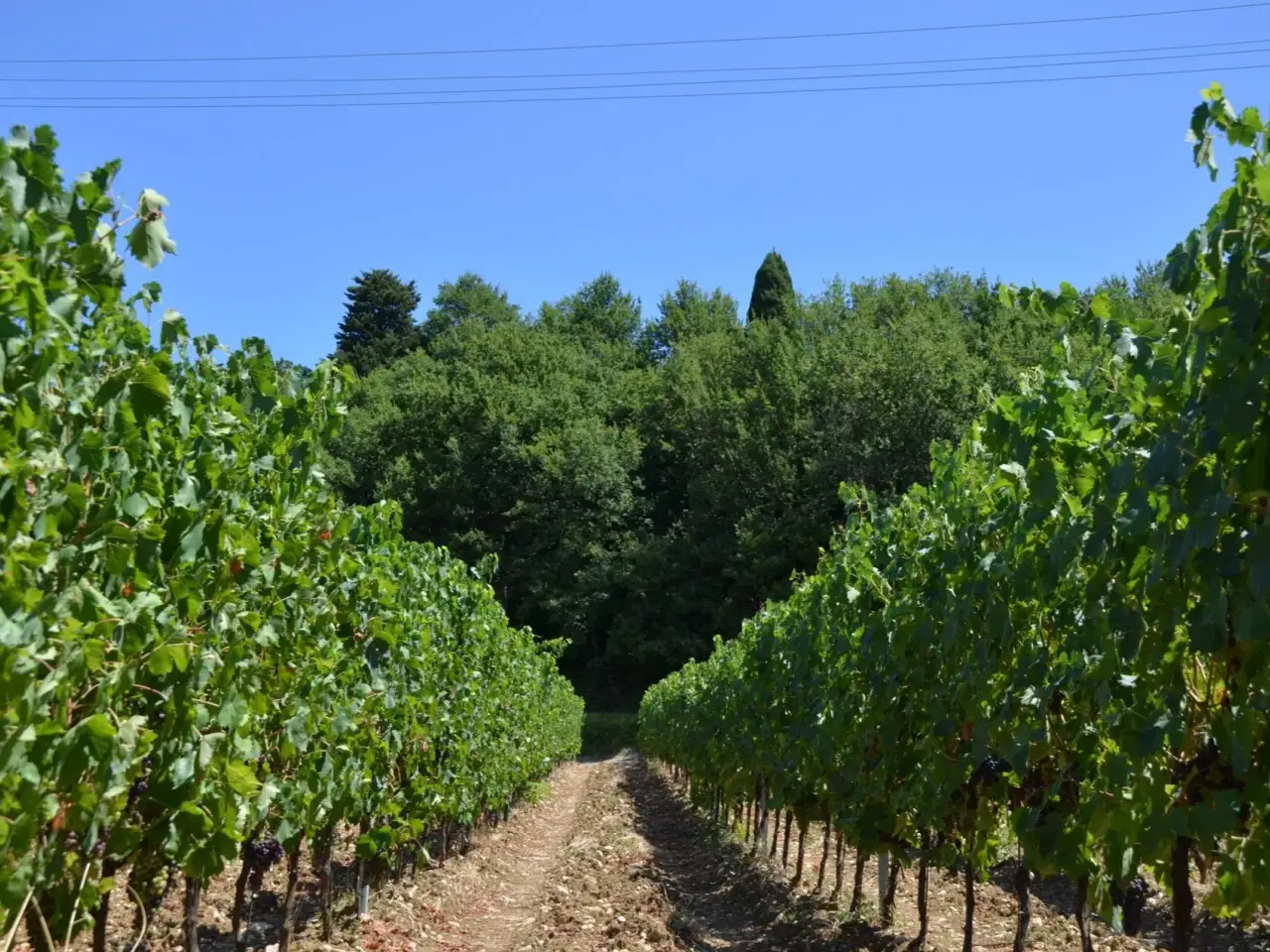 Azienda agricola in Via Mattonaia 6, Montespertoli, {3} - Foto 1